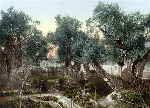 The Garden of Gethsemane, Jerusalem, Holy Land, Israel, c. 1890, Historic, digitally restored