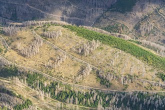 Aerial view of forest dieback in the Harz Mountains, Goslar, Lower Saxony, Germany, Europe