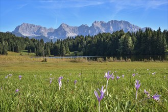 Flowers of the autumn fireweed (Colchicum autumnale) on a mountain meadow at Geroldsee in