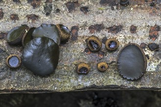 Black bulgar (Bulgaria inquinans), black jelly drops fungi growing on bark of felled tree showing