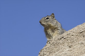 Rock squirrel (Spermophilus variegatus) in the Sonoran desert, Organ Pipe Cactus National Monument,