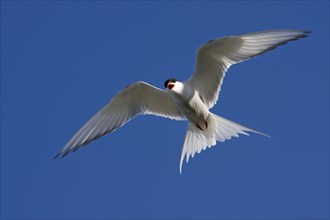 Arctic tern (Sterna paradisaea), Common tern, terns, eligible, Norway, Europe