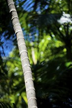 Trunk of a palm tree, palm tree, tree trunk, flora, vegetation, exotic, plant, tree, jungle,