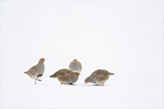 Grey or English partridge (Perdix perdix) four adult birds on a snow covered farmland field in