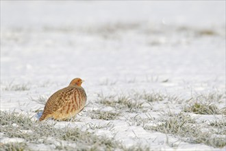 Grey or English partridge (Perdix perdix) adult bird on a snow covered farmland field in winter,