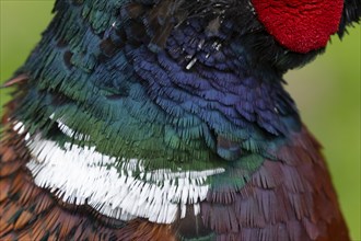 Common pheasant (Phasianus colchicus) adult male bird close up of its neck feathers, Suffolk,