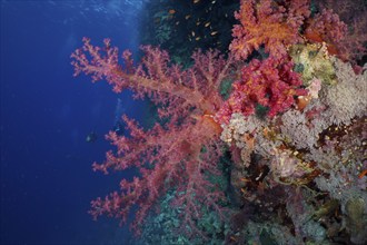 Hemprich's tree coral (Dendronephthya hemprichi), dive site Habili Jaffa, St Johns Reef, Saint