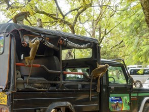 Monkeys attack a safari off-road vehicle, Sri Lanka, Asia