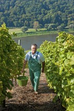 Not far from the Boselspitze, leaning towards the Elbe, is the vineyard known as the Rote Presse .