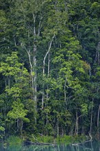 Australian jungle, rainforest with crater lake Lake Eacham, Atherton tablelands, Cairns,