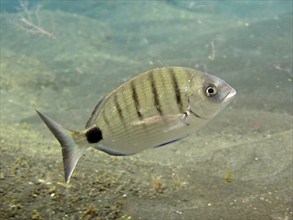 White seabream (Diplodus sargus), dive site Malpique, La Palma, Canary Islands, Spain, Atlantic