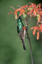 Greater Double-collared Sunbird, male, Addo Elephant national park, South_Africa (Nactarinia afra),