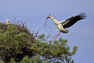 White stork (Ciconia ciconia), approaching eyrie with nesting material, Switzerland, Europe