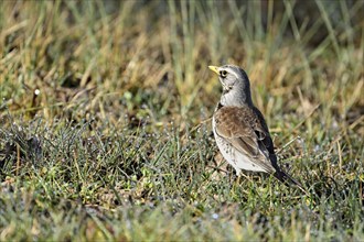 Fieldfare (Turdus pilaris), standing in the grass, Switzerland, Europe