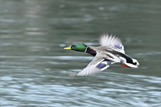 Mallard (Anas platyrhynchos), drake in flight