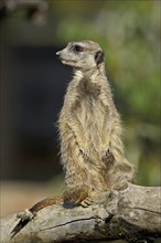 Meerkats (Suricata suricatta), alert, captive, Switzerland, Europe