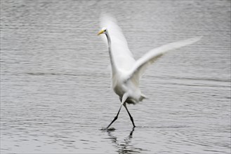 Great egret (Ardea alba) fishing, fishing, motion blur, Hesse, Germany, Europe