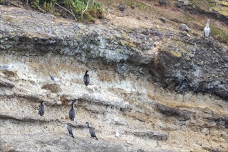 Cormorants (Phalacrocoracidae), Otago Peninsula, New Zealand, Oceania