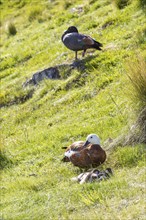 Maori duck (Aythya novaeseelandiae), Ben Lomond mountain, Queenstown, Otago, New Zealand, Oceania