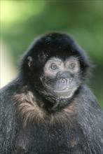 Black Spider Monkey (Ateles paniscus), Black Spider Monkey