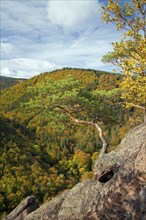 View from the Ilsestein, Ilsestone near Ilsenburg in the Ilsetal, Harz Mountains, Thale,