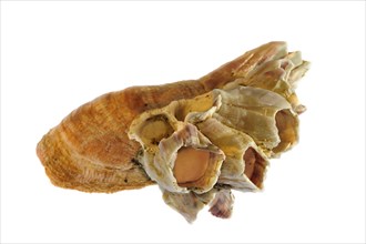 Acorn barnacle (Megabalanus tintinnabulum) growing on American common slipper shell (Crepidula