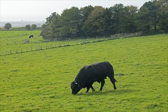 Bull at pasture, South Downs Way near Shoreham by Sea, West Sussex, England, Great Britain