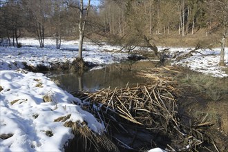 European beaver (Castor fiber) dammed stream in winter, Allgäu, Bavaria, Germany, Europe