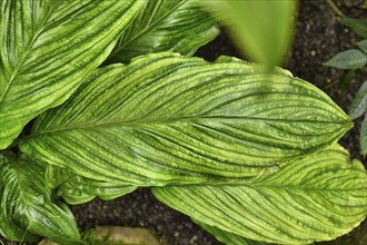 Leaf of tropical Black Bat Flower plant. Botanic name 'Tacca Chantrieri'