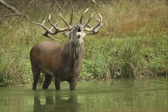 Male red deer (Cervus elaphus) standing in water during rutting, captive