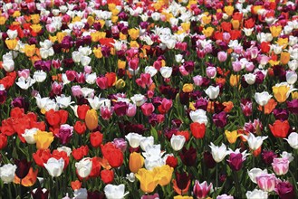 Many colourful tulips in one area