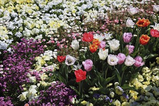 Many colourful tulips in one area