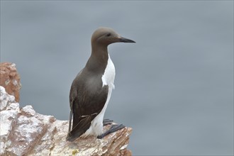 Common Guillemot (Uria aalge), adult, on sandstone rocks, Helgoland, North Sea, Germany, Europe