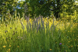 Meadow with wildflowers and tall grass, early summer, nature, wildflowers, grasses, Germany, Europe