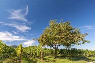 Apple tree (Malus domestica) in a vine field, red apples on the tree, Southern Palatinate,