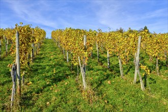 Autumn vineyard landscape on the Swabian Alb in the vineyards of Metzingen, Baden-Württemberg,