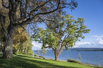 Lakeside promenade on the Mettnau peninsula near Radolfzell, Constance district, Baden-Württemberg,