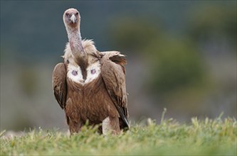 Griffon vulture (Gyps fulvus), portrait, Pyrenees, Catalonia, Spain, Europe