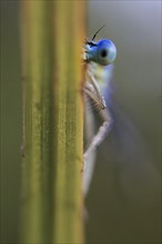 White-legged damselfly (Platycnemis pennipes), looking out from behind a reed with one blue eye,