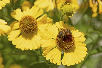 Bee collecting nectar on common sneezeweed (Helenium autumnale) flower, pollen, Lower Saxony,