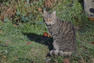 European wildcat (Felis silvestris), warming itself in the morning sun in a forest clearing,