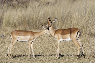 Common impalas (Aepyceros melampus), two females in dry grassland, showing affection, savanna,