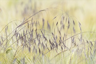 Cereal field, sweetgrass barren brome (Bromus sterilis) growing between barley (Hordeum vulgare),