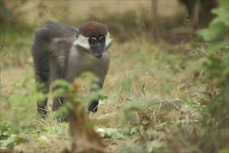 Collared mangabey (Cercocebus torquatus), adult, captive