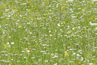 Meadow with marguerites (Leucanthemum), inflorescences, Allgäu Alps, Allgäu, Bavaria, Germany,