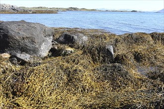 Seaweed (algae) on the shore between stones, Lofoten, Norway, Scandinavia, Europe