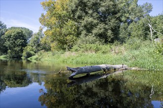 River landscape of the Thaya in late summer, Czech Republic, Europe