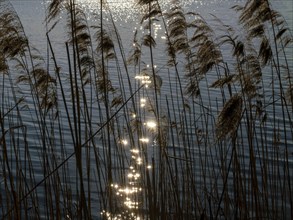 Reed on the pond in spring, glittering sunlight in the water, Brandenburg, Germany, Europe