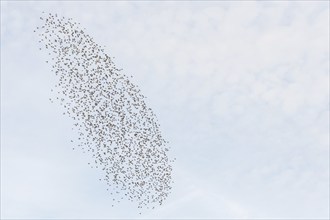 Common (Sturnus vulgaris) starlings fly together, in perfect symbiosis to protect themselves from