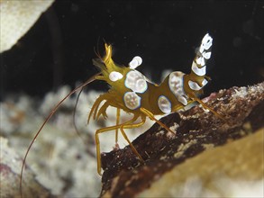 Squat shrimp (Thor amboinensis), sexy shrimp, dive site house reef, Mangrove Bay, El Quesir, Red